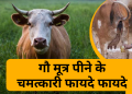 गौ मूत्र पीने के फायदे जानकर हैरान हो जायेंगे |