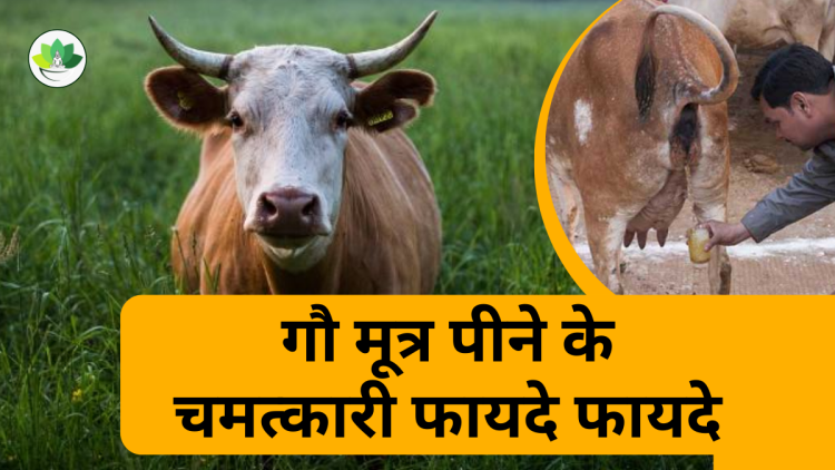 गौ मूत्र पीने के फायदे जानकर हैरान हो जायेंगे |