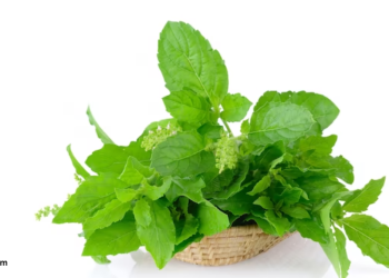 तुलसी के फायदे : खाली पेट तुलसी खाने के चमत्कारी फायदे |