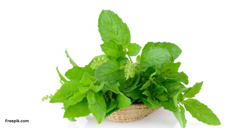 तुलसी के फायदे : खाली पेट तुलसी खाने के चमत्कारी फायदे |