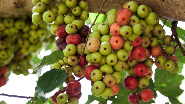 goolar khane ke faayde