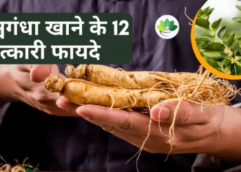 Ashwagandha ke Fayde: अश्वगंधा खाने के12 चमत्कारी  फायदे |