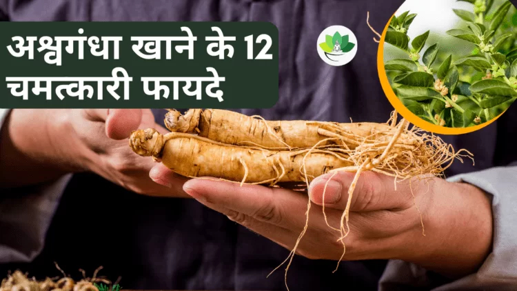 Ashwagandha ke Fayde: अश्वगंधा खाने के12 चमत्कारी फायदे |