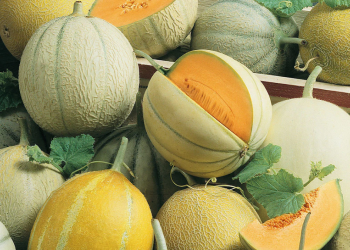 Kharbooja khane ke fayde