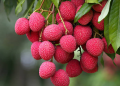 Lychee
