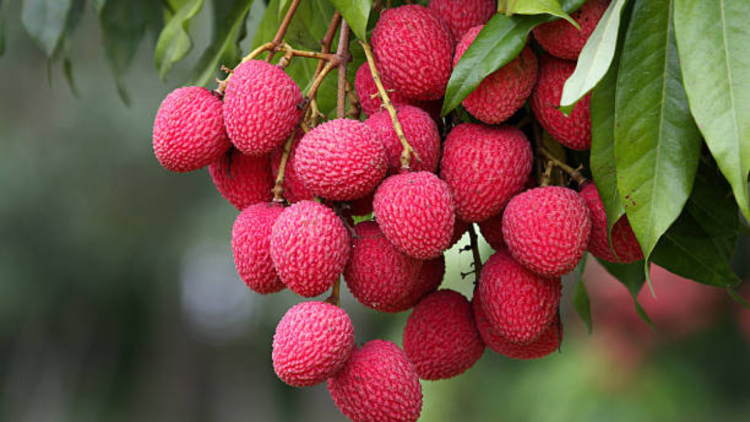 Lychee
