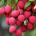 Lychee