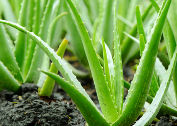 Aloe Vera ke Fayde: एलोवेरा से दाग धब्बे कैसे हटाए- एलोवेरा, फायदे और नुकसान |