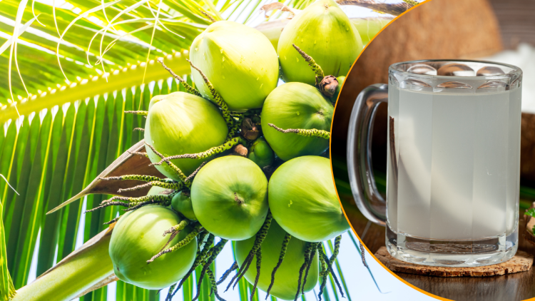 nariyal pani ke fayde