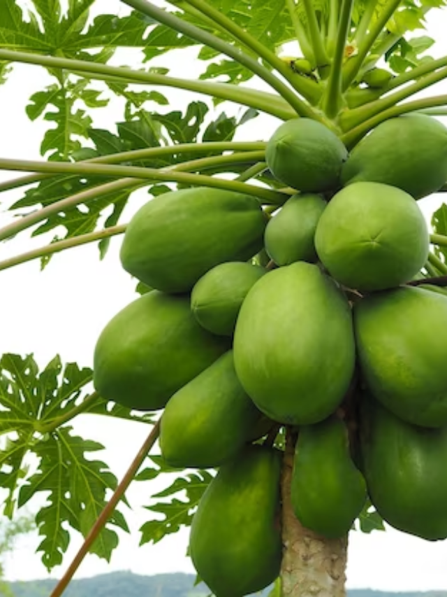 Kya App Papita Ke Panch Ayurvedic Fayde jante Hain ?