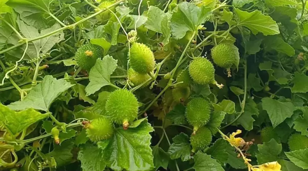 कंटोला के फायदे 