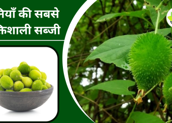 कंटोला के फायदे और नुकसान |