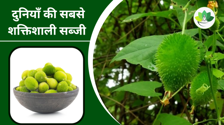 कंटोला के फायदे और नुकसान |