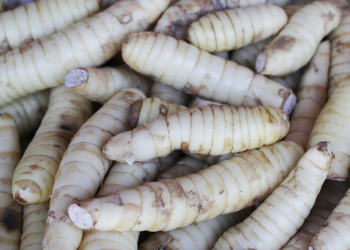 Tikhur : तीखुर के चमत्कारी औषधीय फायदे |