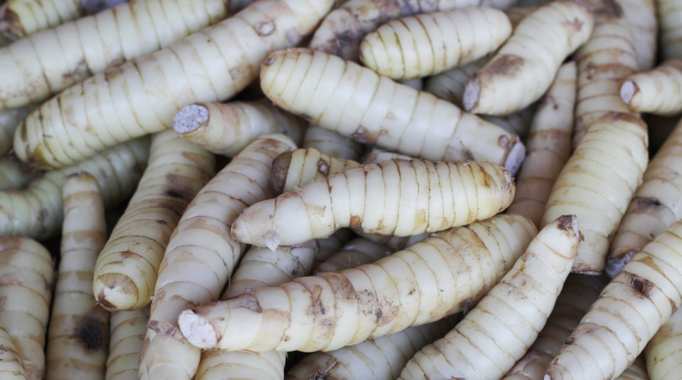 Tikhur : तीखुर के चमत्कारी औषधीय फायदे |